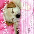 Free Sleepover Invitation Printable